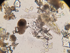 Stichotricha