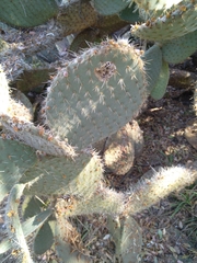 Opuntia leucotricha