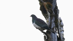 Hemiphaga novaeseelandiae novaeseelandiae