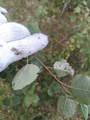 Phyllocnistis labyrinthella