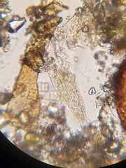 Stichotricha
