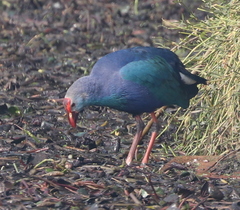 Porphyrio poliocephalus