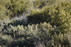 Dicerothamnus rhinocerotis