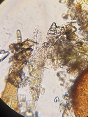 Stichotricha