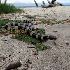 Laticauda saintgironsi