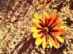 Gazania heterochaeta