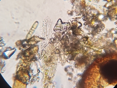 Stichotricha