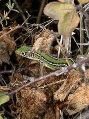 Lacerta bilineata