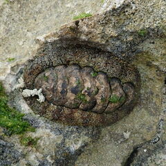 Acanthopleura gemmata