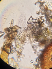 Stichotricha