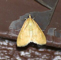 Helvibotys helvialis