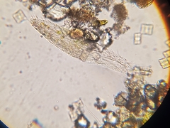 Stichotricha