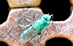 Chrysura