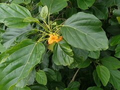 Cordia subcordata