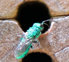 Chrysura