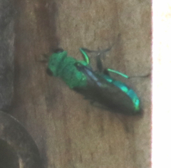 Chrysura