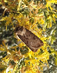 Protolampra rufipectus