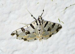 Conchylodes salamisalis