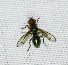 Senopterina caerulescens