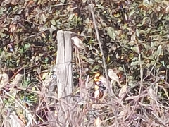Passer domesticus