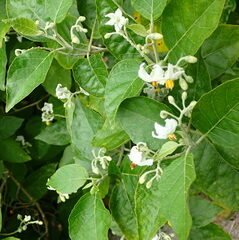 Solanum tetrandrum