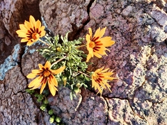 Gazania heterochaeta