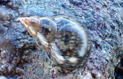 Phasianella australis