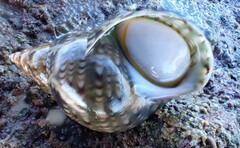 Phasianella australis