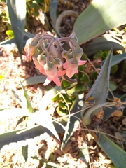 Cotyledon orbiculata