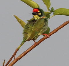 Psilopogon haemacephalus