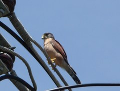 Seychelles Kestrel photo 3
