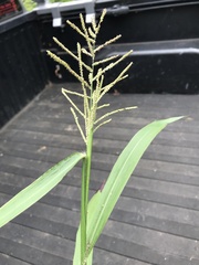 Paspalum paniculatum