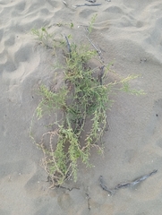 Cakile maritima