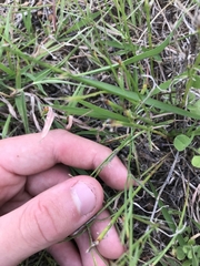 Wahlenbergia capillaris