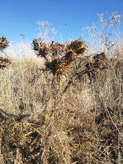 Cynara cardunculus