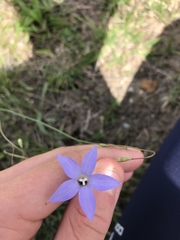 Wahlenbergia capillaris