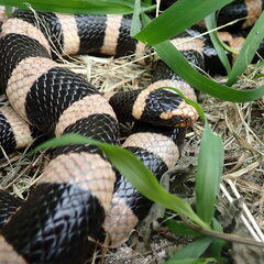 Laticauda saintgironsi