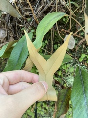 Pyrrosia lingua