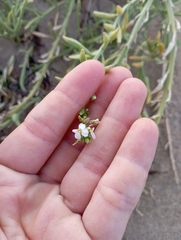 Cakile maritima