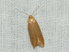 Platoloncha psamathina