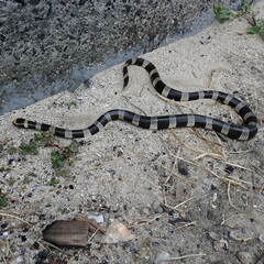 Laticauda saintgironsi