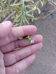 Cakile maritima