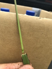 Paspalum paniculatum