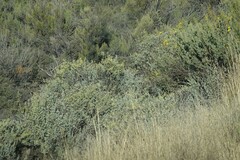 Dicerothamnus rhinocerotis