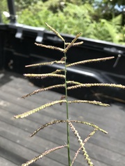 Paspalum paniculatum