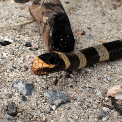 Laticauda saintgironsi