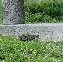 Gallirallus philippensis