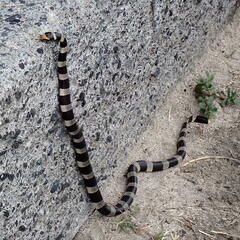 Laticauda saintgironsi