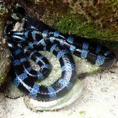 Laticauda laticaudata