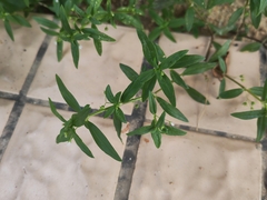 Oldenlandia corymbosa